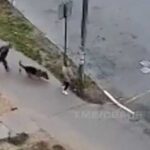 Ogroman vučjak napao djevojku nasred ulice i izjedao je: Pojavio se strašan snimak (VIDEO)