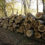 Prijedor: Osumnjičen da je prodavao drva vrijedna više od 207.000 KM