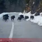Krdo divljih svinja snimljeno na putu (VIDEO)