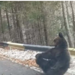 UŽIVA NA SUNCU Šumar naletio na ženku mrkog medvjeda kako sjedi na asfaltu (FOTO)