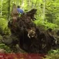 Iz prašume izvučeno najstarije stablo u Srpskoj (VIDEO)