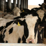 Farmeru struja ubila 7 muznih krava: Mljekari pokazali veliko srce i uplatili pomoć Prijedorčaninu