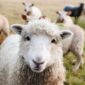 Ovce pojele farmeru 100 kilograma marihuane: “Vidio sam da se čudno ponašaju”