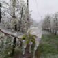 Temperatura i do -12: Meteorolozi upozorili na MRAZOVITE NOĆI I JUTRA, pogledajte koje će voće NAJVIŠE STRADATI