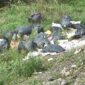 Komunalci uklanjaju, nesavjesni građani ponovo prave divlje deponije