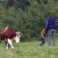 Porodica Kos iz Lamovite kod Prijedora primjer da život na selu ima perspektivu (VIDEO)