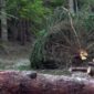 Prijeti li zaraza četinarima na krajiškoj ljepotici Kozari? (VIDEO)