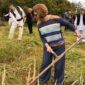 U Knežici održana tradicionalna kosidba