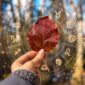 Horoskop za nedjelju, 27. septembar: Bika očekuju neobični susreti, a evo kome je potreban mir